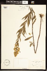 Solidago gigantea image