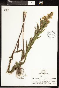 Solidago gigantea image