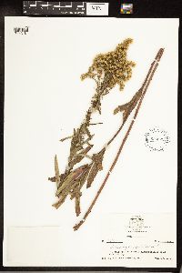 Solidago gigantea image