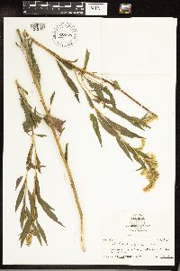 Solidago gigantea image
