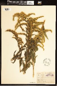 Solidago gigantea image