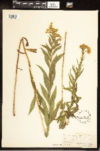 Solidago gigantea image