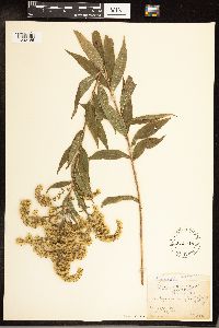 Solidago gigantea image