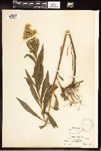 Solidago gigantea image