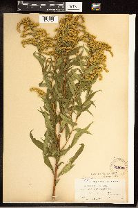 Solidago gigantea image