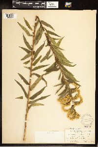 Solidago gigantea image