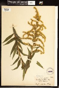 Solidago gigantea image