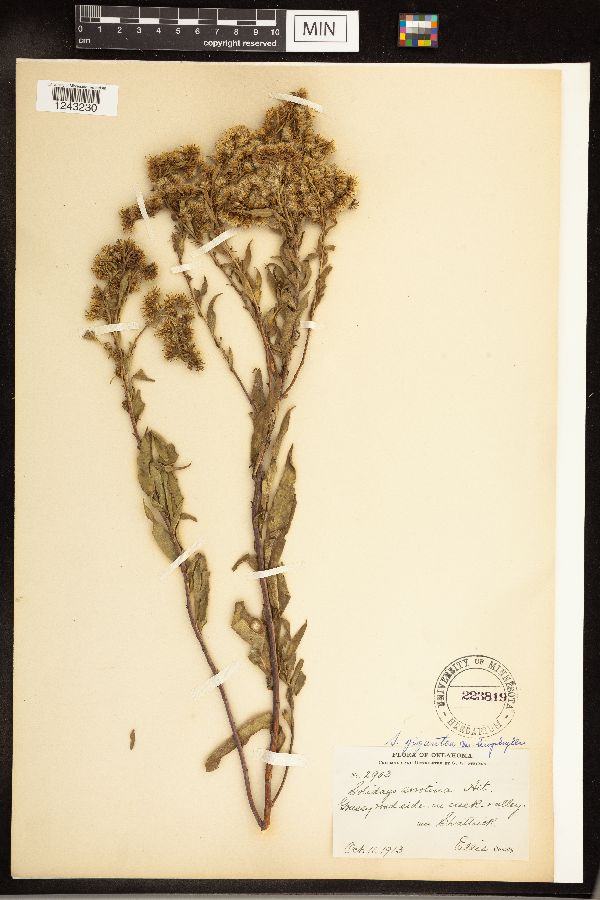Solidago gigantea image