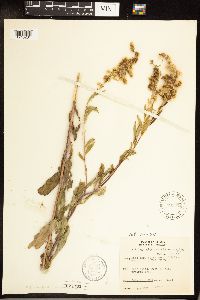 Solidago gigantea image