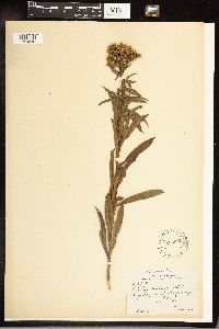 Solidago gigantea image