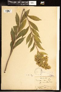 Solidago gigantea image