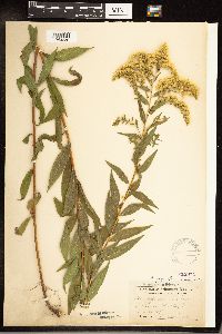 Solidago gigantea image