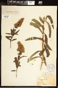 Solidago gigantea image