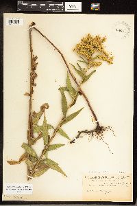 Solidago gigantea image