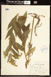 Solidago gigantea image
