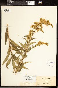Solidago gigantea image