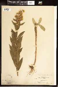 Solidago gigantea image