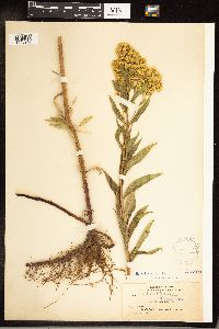 Solidago gigantea image