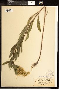 Solidago gigantea image