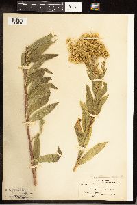 Solidago gigantea image