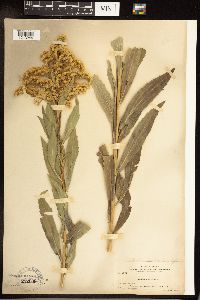 Solidago gigantea image