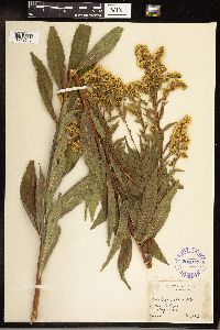 Solidago gigantea image