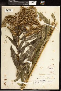 Solidago gigantea image