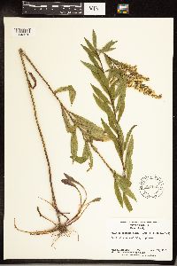 Solidago gigantea image