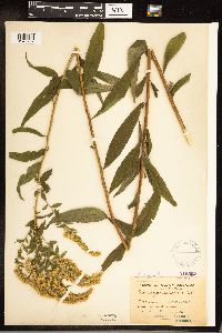Solidago gigantea image