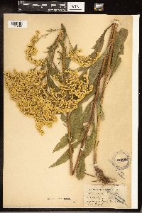 Solidago gigantea image