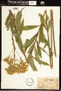 Solidago gigantea image