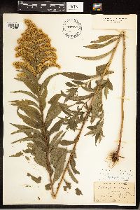 Solidago gigantea image
