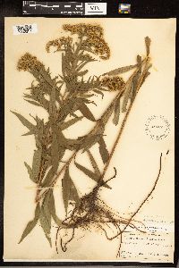 Solidago gigantea image