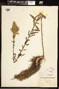 Solidago gigantea image