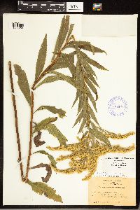 Solidago gigantea image
