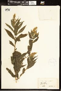 Solidago gigantea image