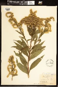 Solidago gigantea image