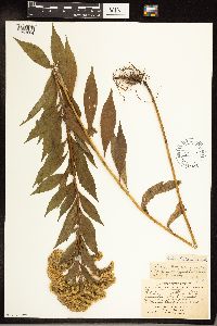 Solidago gigantea image