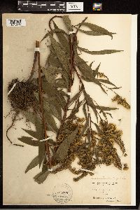 Solidago gigantea image
