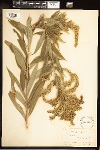 Solidago gigantea image