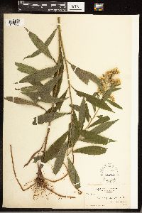 Solidago gigantea image