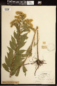 Solidago gigantea image