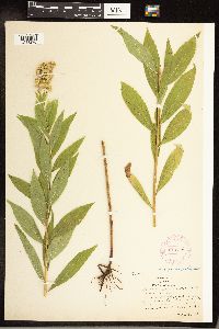 Solidago gigantea image