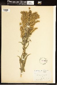Solidago gigantea image