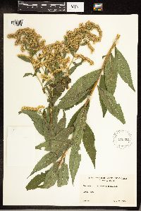 Solidago gigantea image