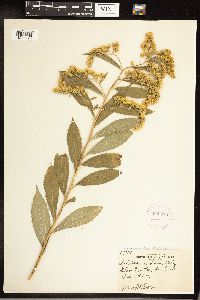 Solidago gigantea image
