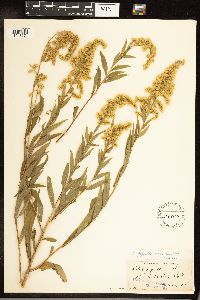 Solidago gigantea image