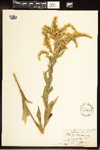 Solidago gigantea image