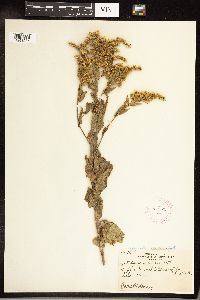 Solidago gigantea image