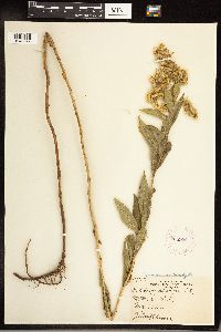 Solidago gigantea image